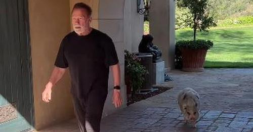 Süß: Arnold Schwarzenegger spaziert mit seinem Hausschwein!
