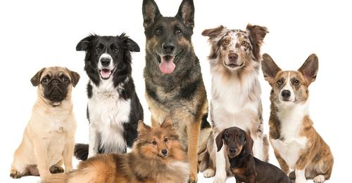 Sollten Hunderassen wie Dackel oder Schäferhund verboten werden? Das sagen PETBOOK Leser